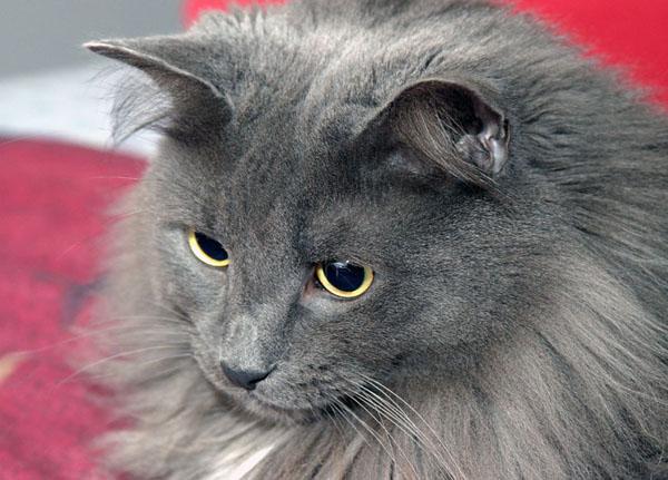 Come nominare un gatto grigio