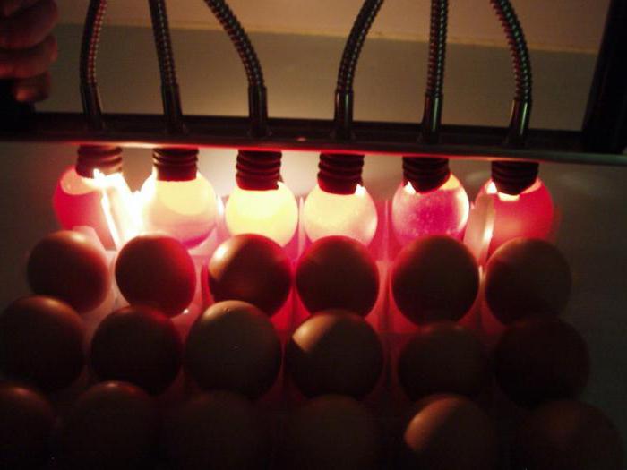 инкубација кокошјих јаја