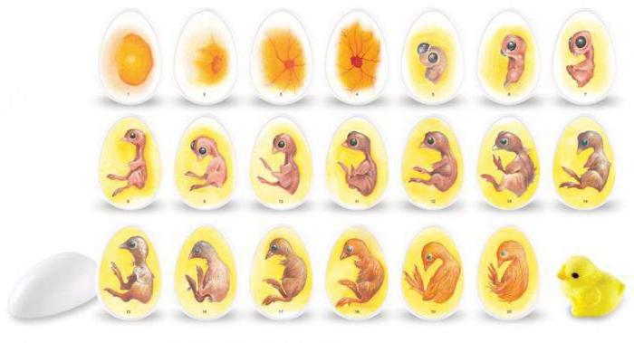 ovoskopické kuřecí vejce během inkubace