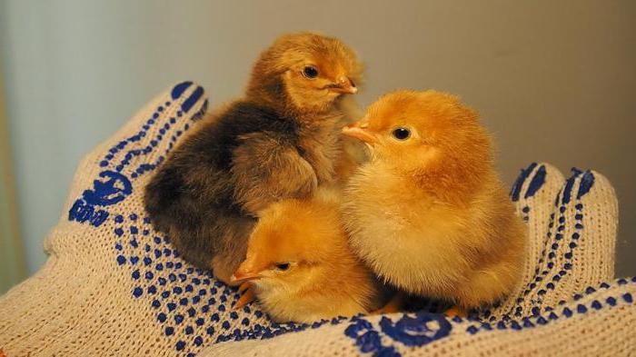 uova di ovoscoping del pollo durante la foto di incubazione
