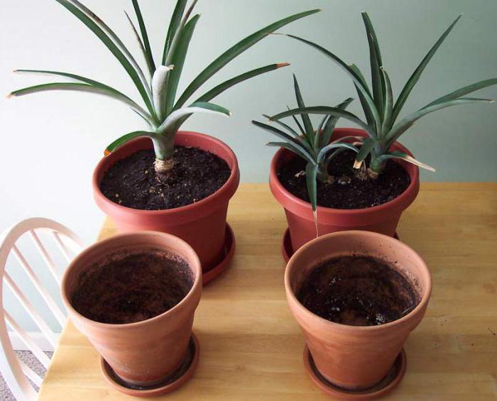 како посадити ананас код куће