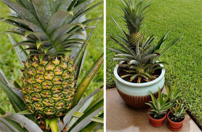 zasadit ananas doma s fotografií