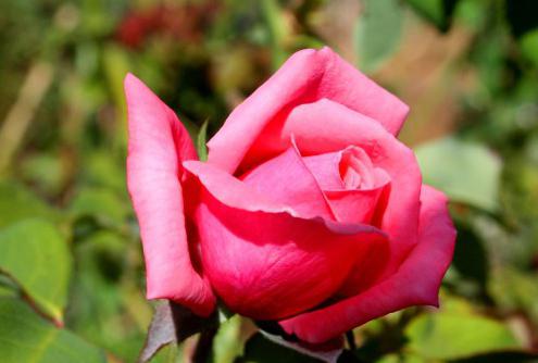 szczepienie róży na biodrach róży