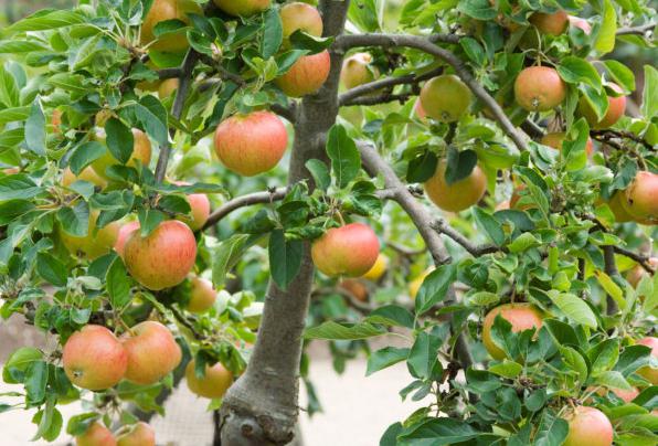 како се посади јабука