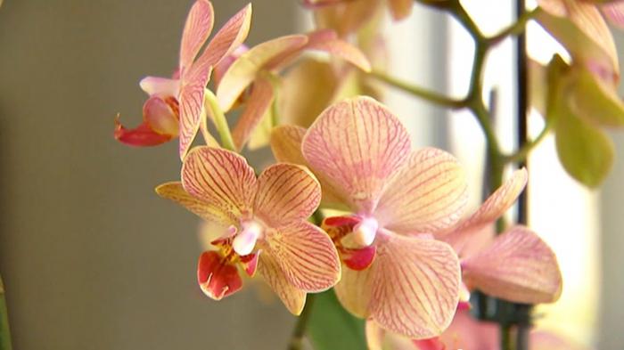 како посадити орхидеју