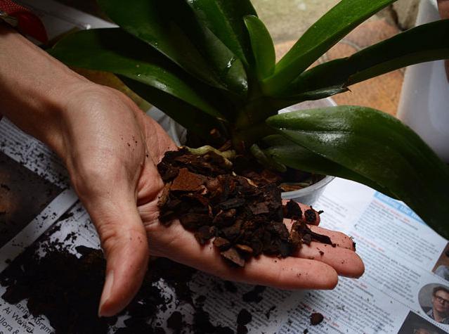 како посадити орхидеју код куће