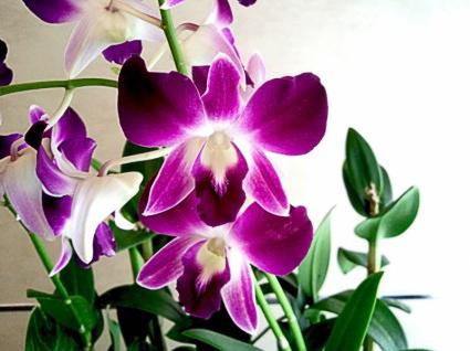 allevamento di orchidee