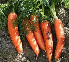 След това засадете моркови