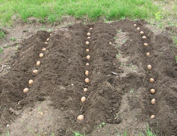 как да засадите картофи