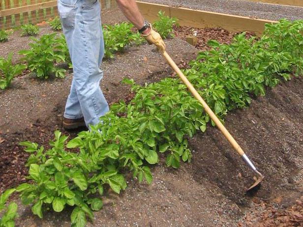 како посадити кромпир да би се добила добра жетва