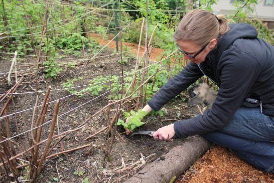 как да засадите резници от малина
