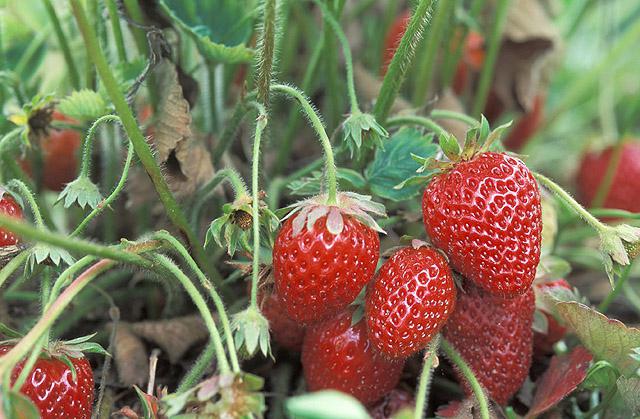 как да засадят ягоди