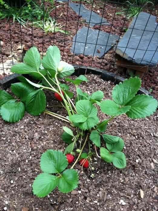 как да засадят ягоди в август