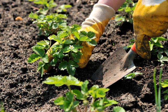jak sadzić truskawki