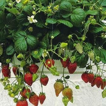 отглеждат ягоди