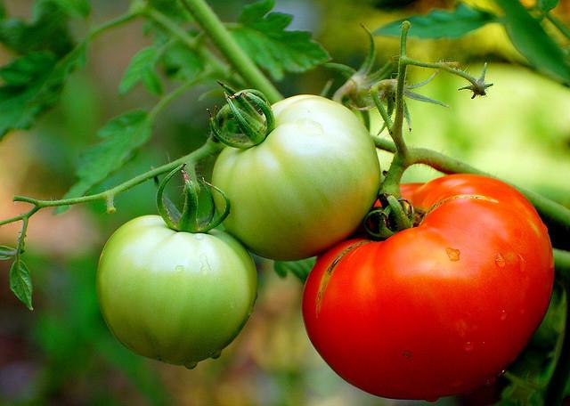 как да засадят домати