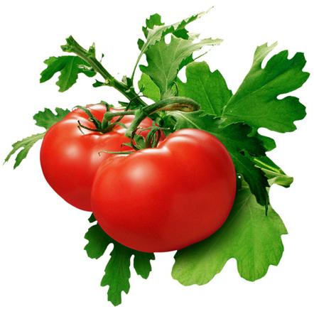 jak sadzić nasiona pomidora