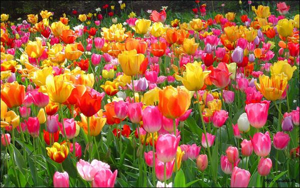 jak rostlinné tulipány