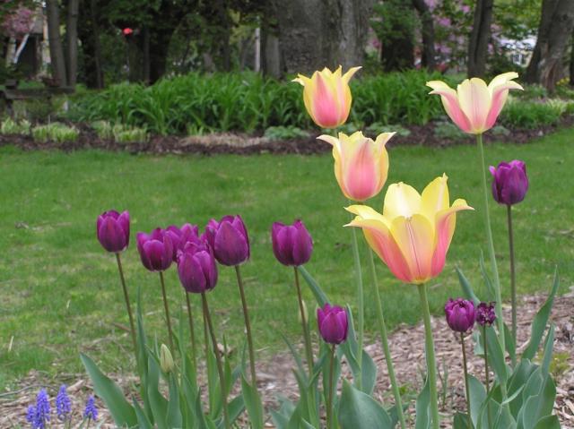 jak rostou tulipány na podzim