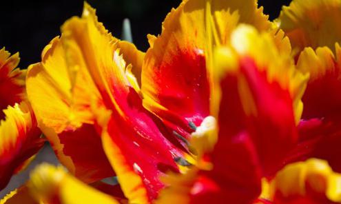 jak sadzić cebulki tulipana