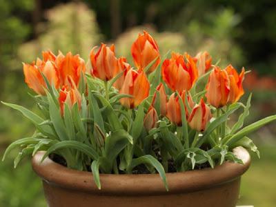 jak před zimami vysadit tulipány