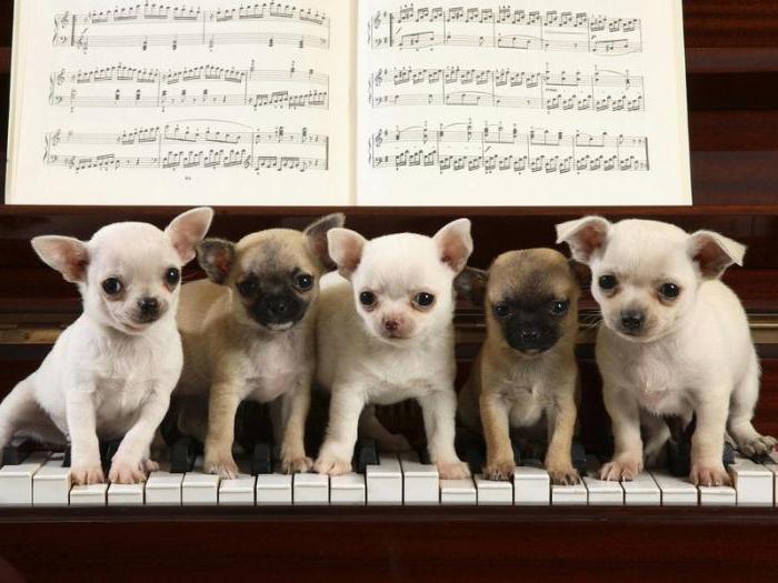Како играти валцер пса клавира
