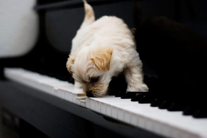 Jak se naučit hrát na klavírním psím valčík