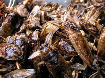 как да отровите хлебарки