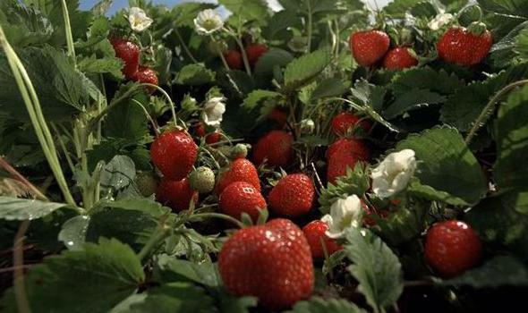 как да засадят ягоди през есента
