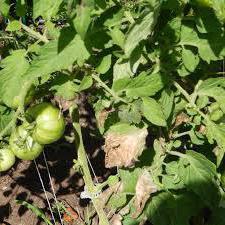 как да преработваме доматите от фитофтора