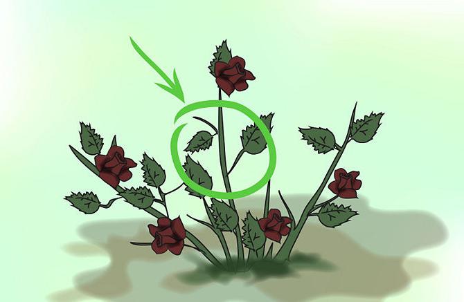 как да се размножават резници от рози през есента
