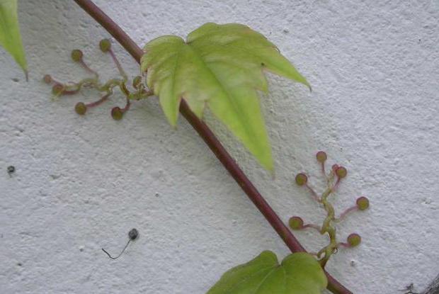sadzenie dziewiczych winogron