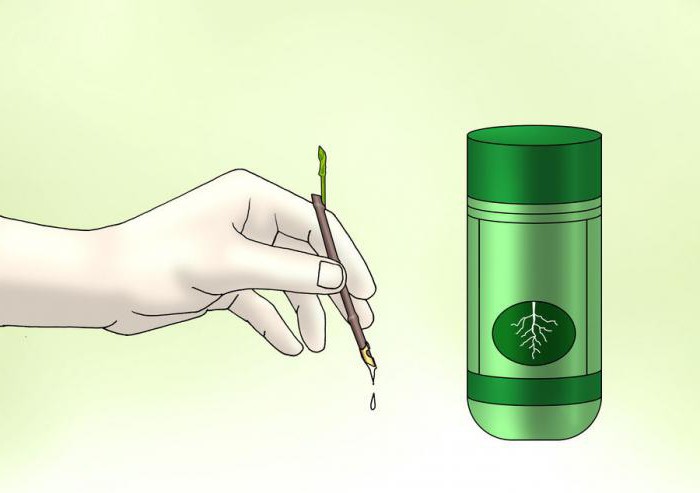 как да се разпространява жасмин градина