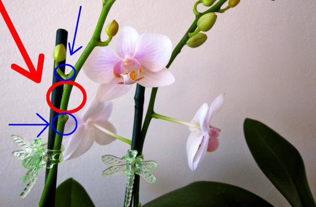Jak řez orchidejí správně