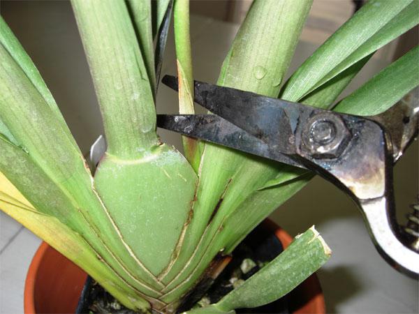 Как да режеш орхидеята след цъфтежа