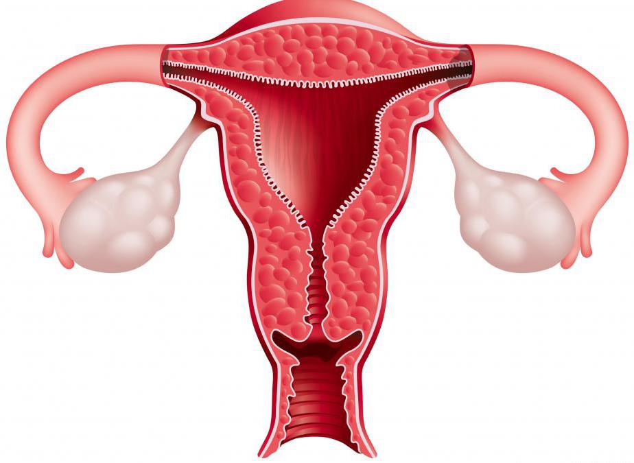 organy żeńskie narządów płciowych