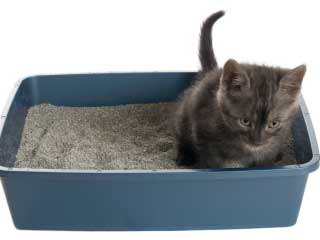 как да неутрализира миризмата на урината на котката