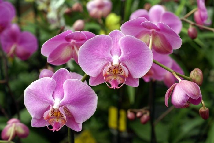 jak překonat orchidej