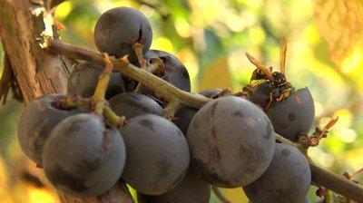 kako zaščititi grozdje od ose
