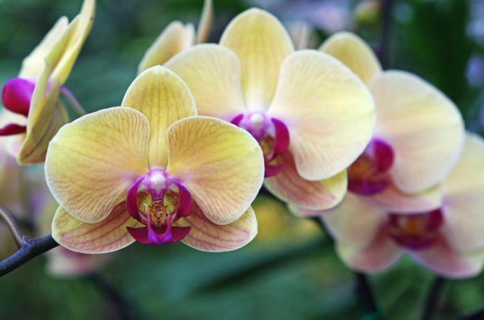како спасити орхидеје