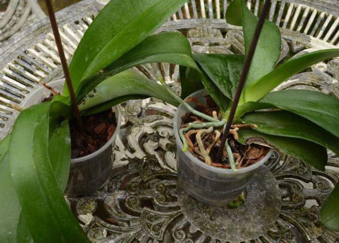 како спасити орхидеју без корена