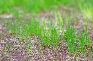 piantare l'erba del prato
