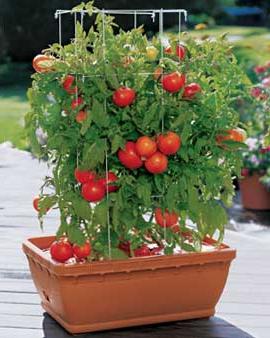 jak sešit rajčata
