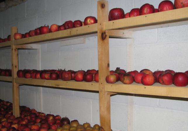 Shranjevanje jabolk pozimi v kleti