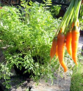 как да съхраняваме морковите в мазето