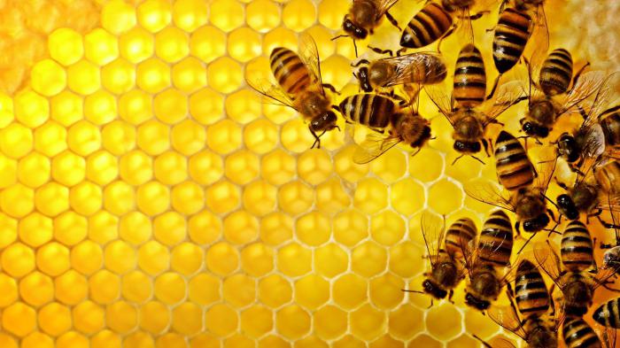 како се складишти мед