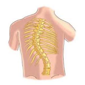 kako poravnati hrbtenico