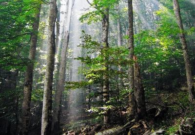 Како преживјети у шуми
