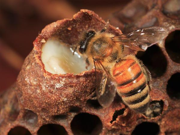 Пчел от пчелно млечице