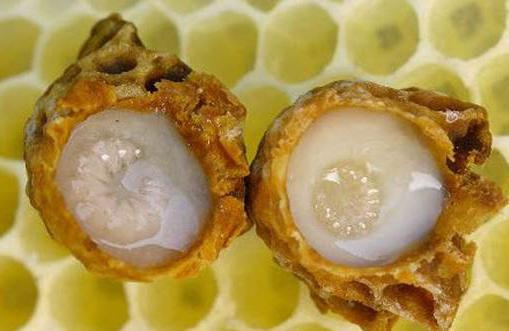 Полезните свойства на пчелното млечице